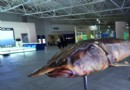 北大荒魚展館