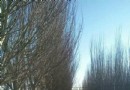 新鋼公園