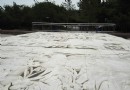 公主府公園