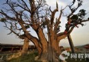 秦柏風景區