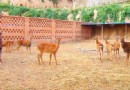 鳳麒生態林牧莊園