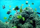 龍門海洋館