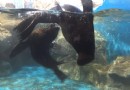 錦藝城海洋樂園