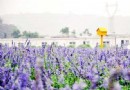匯馨芳香世界