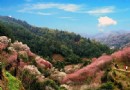 賣花漁村