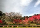 桃花壩