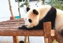 黃山大熊貓主題樂園