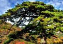 黑虎松