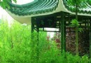 翠竹亭