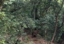 貴池百牙塔