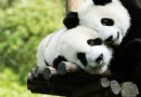 秦嶺野生動物園