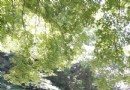 大坪峪風景區