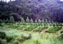 勞山森林公園