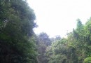 楚才園