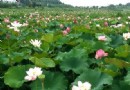 鑫農湖荷花濕地公園