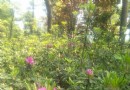 東湖杜鵑園