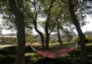東湖楚風樂園