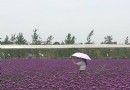 華緣農場