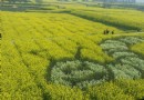 沙洋油菜花