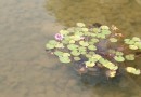 徐特立公園