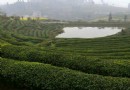 青竹山茶園