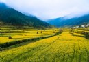茶坑