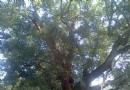 嚴田古樟民俗園