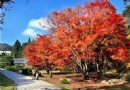 廬山植物園
