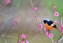 揚芳古韻梅園
