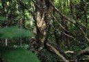 屏山旅游區