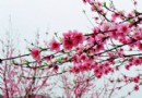 吉水桃花島