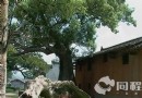 茨坪革命舊址群