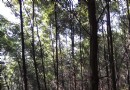 文筆山