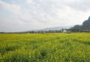 上林油菜花田