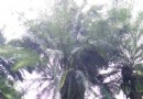 千年蘇鐵園