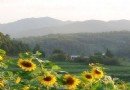 鳳龍灣景區薰衣草莊園