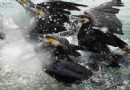 大理洱海魚鷹馴化基地
