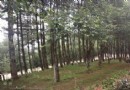 善洲林場