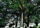 倒生根公園