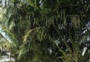 打洛森林公園