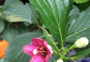 藥用植物園