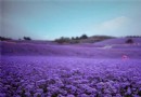 黔北花海