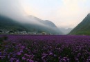 詩鄉花海
