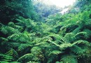 中國侏羅紀公園