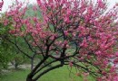 桃花公園