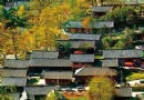 盤縣古銀杏