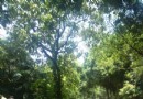 蘋果山公園