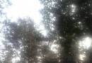 忠山公園