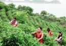 茶馬世家