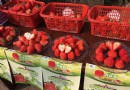 百安草莓采摘園